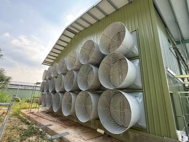Taiwan Layer Farm
